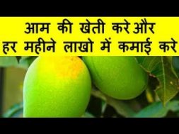 आम की खेती करें और हर महीने लाखो में कमाई करे Cultivate Mango And Earn Millions Every Month