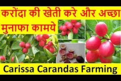करोंदा की खेती करे और अच्छा मुनाफा कामये Carissa Carandas (Karonda ) Farming