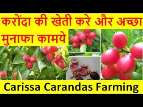 करोंदा की खेती करे और अच्छा मुनाफा कामये Carissa Carandas (Karonda ) Farming