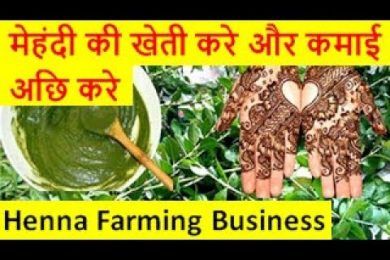 मेहंदी की खेती करे और कमाई अछि करे  Henna (Mehndi)Farming Business