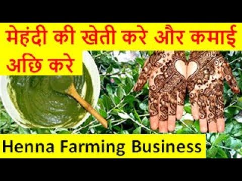 मेहंदी की खेती करे और कमाई अछि करे  Henna (Mehndi)Farming Business