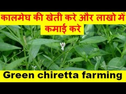 कालमेघ की खेती करे और लाखो में कमाई करे Green Chiretta Farming Business