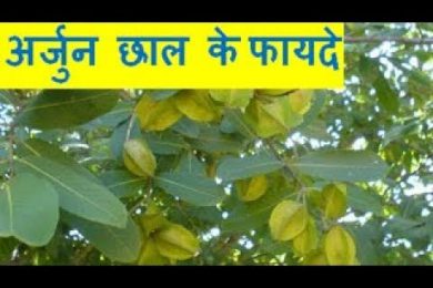 Benefits of Arjun Chaal अर्जुन छाल के फायदे