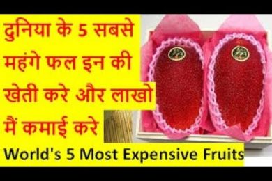 दुनिया के 5 सबसे महंगे फल इन की खेती करे और लाखो मैं कमाई करे World's 5 Most Expensive Fruits