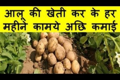 आलू की खेती कर के हर महीने कामये अछि कमाई Potato Farming