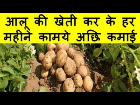 आलू की खेती कर के हर महीने कामये अछि कमाई Potato Farming