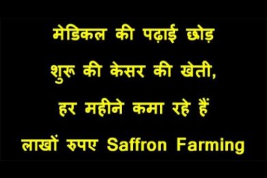 Saffron kesar Farming in Jalgoan मेडिकल की पढ़ाई छोड़ शुरू की केसर की खेती, हर महीने कमा रहे हैं लाख