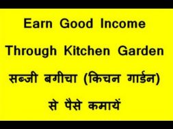 Earn Good Income Through Kitchen Garden सब्जी बगीचा  किचन गार्डन  से पैसे कमायें
