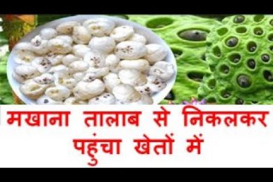मखाना तालाब से निकलकर पहुंचा खेतों में Fox Nut (Makhana) farming