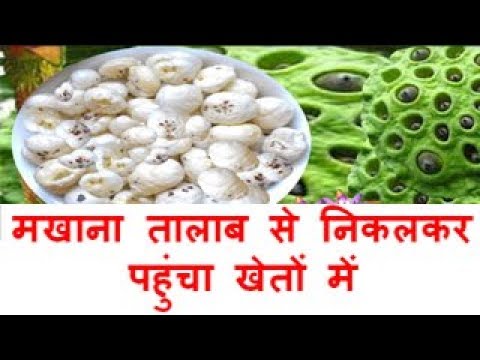 मखाना तालाब से निकलकर पहुंचा खेतों में Fox Nut (Makhana) farming