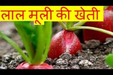 लाल मूली की खेती Red Radish farming business  – Lal Mooli Ki Kheti Kaise Kare