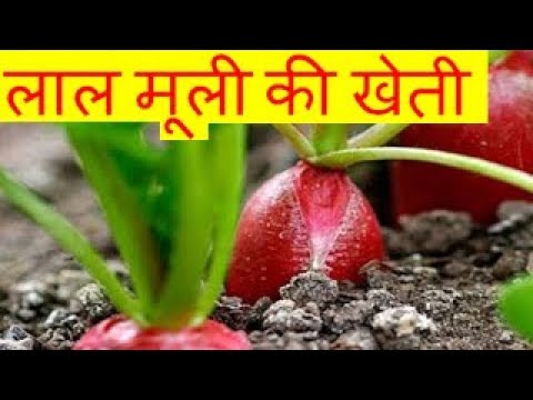 लाल मूली की खेती Red Radish farming business  – Lal Mooli Ki Kheti Kaise Kare