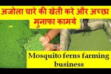 Mosquito ferns farming business अजोला चारे की खेती करे और अच्छा मुनाफा कामये