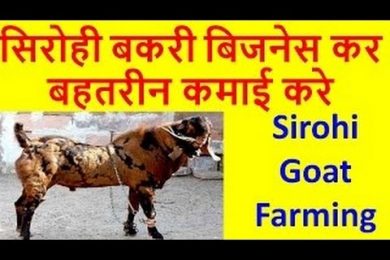 Sirohi Goat Farming business in india   सिरोही बकरी पालन गोट फार्मिंग Earn Good profit