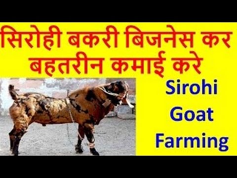 Sirohi Goat Farming business in india   सिरोही बकरी पालन गोट फार्मिंग Earn Good profit