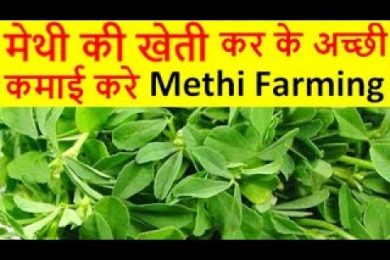 मेथी की खेती Methi Farming Fenugreek Cultivation, How to Grow Fenugreek Leaves