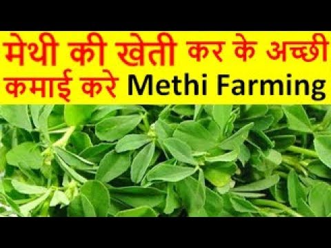 मेथी की खेती Methi Farming Fenugreek Cultivation, How to Grow Fenugreek Leaves