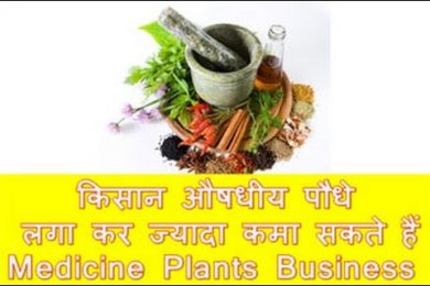 Farmer Can Earn more Income with Medicine Plants किसान औषधीय पौधे लगा कर ज्यादा कमा सकते हैं