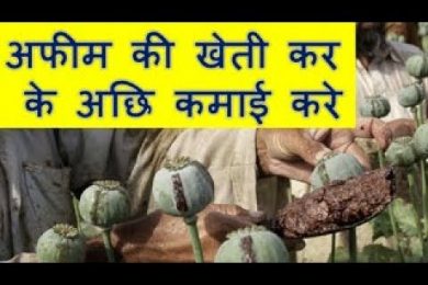 अफीम की खेती कर के अछि कमाई करे  Opium Farming