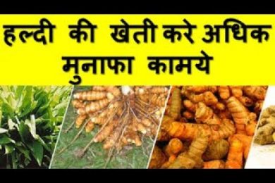 हल्दी की खेती करे अधिक मुनाफा कामये Turmeric Farming Business