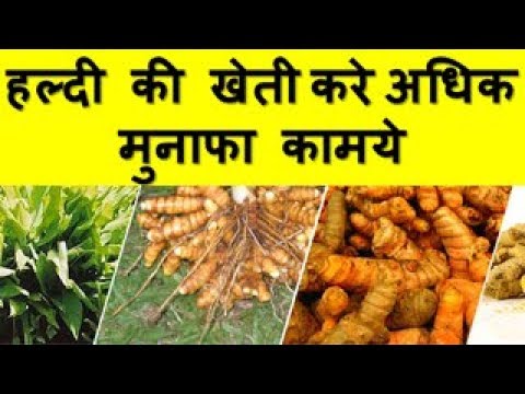 हल्दी की खेती करे अधिक मुनाफा कामये Turmeric Farming Business