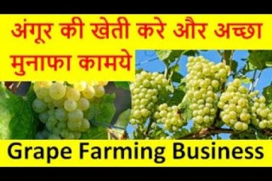अंगूर की खेती करे और अच्छा मुनाफा कामये  Grapes  Farming  Business