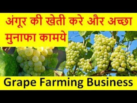 अंगूर की खेती करे और अच्छा मुनाफा कामये  Grapes  Farming  Business