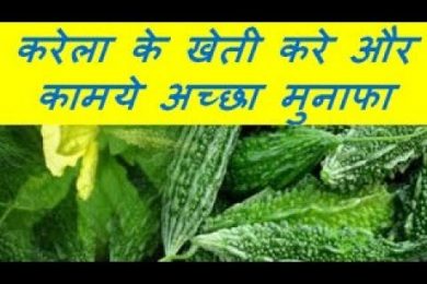करेला के खेती करे और कामये अच्छा मुनाफा Bitter Melon Farming
