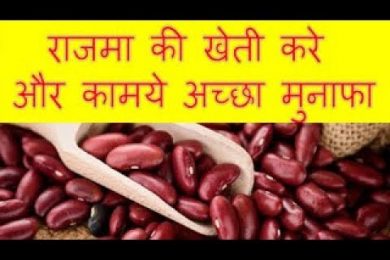 राजमा की खेती करे और कामये अच्छा मुनाफा Rajama Farming