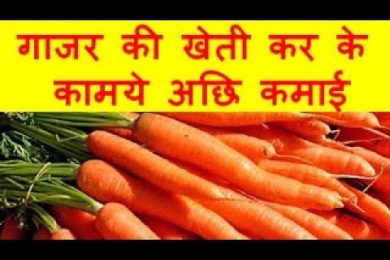 गाजर की खेती कर के कामये अछि कमाई Carrots Farming Business