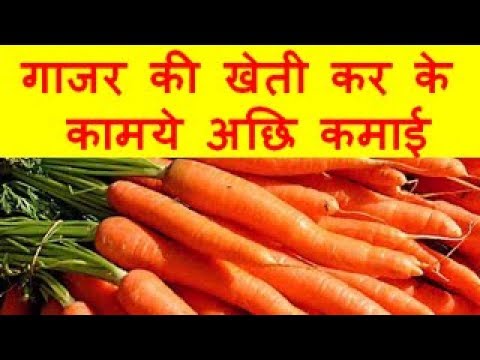 गाजर की खेती कर के कामये अछि कमाई Carrots Farming Business