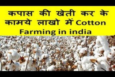 कपास की खेती कर के कामये लाखो  में Cotton Farming in india
