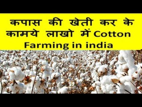 कपास की खेती कर के कामये लाखो  में Cotton Farming in india