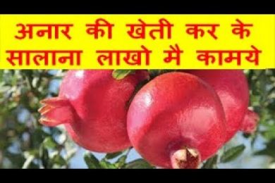अनार की खेती कर के सालाना लाखो मै कामये pomegranate farming
