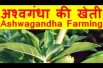 अश्वगंधा की खेती Ashwagandha Farming Business & Earn Good Income