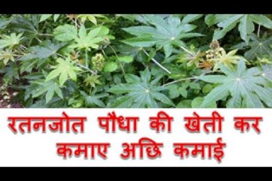 रतनजोत पौधा की खेती कर कमाए अछि कमाई Ratanjot farming business