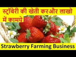 स्ट्रॉबेरी की खेती करे और लाखो में कामये  strawberry farming business