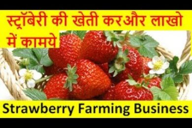 स्ट्रॉबेरी की खेती करे और लाखो में कामये  strawberry farming business