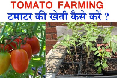 Tomato Farming earning 1 cr with Tomato farming   टमाटर की खेती कैसे करे