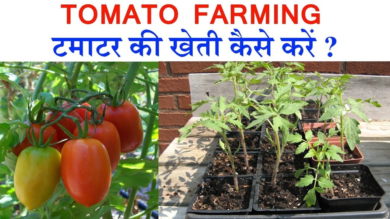 Tomato Farming earning 1 cr with Tomato farming   टमाटर की खेती कैसे करे