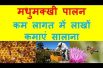 मधुमक्खी पालन, कैसे करें शुरुआत   Earn in Lacs Bee Farming Business In India, Bee Honey