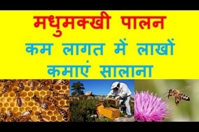 मधुमक्खी पालन, कैसे करें शुरुआत   Earn in Lacs Bee Farming Business In India, Bee Honey
