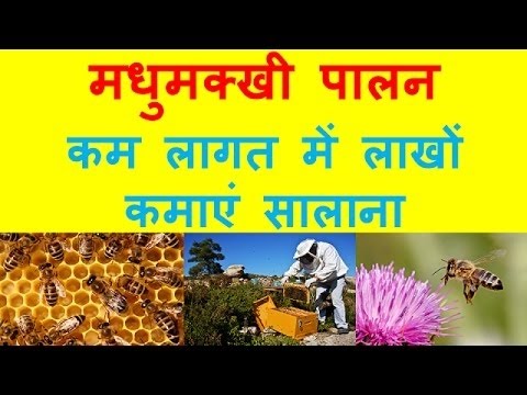 मधुमक्खी पालन, कैसे करें शुरुआत   Earn in Lacs Bee Farming Business In India, Bee Honey