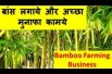 बांस लगाये और अच्छा मुनाफा कामये  Bamboo Farming Business