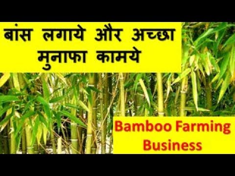 बांस लगाये और अच्छा मुनाफा कामये  Bamboo Farming Business