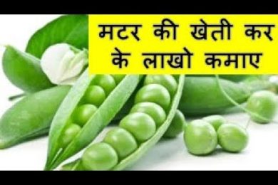 मटर की खेती कर के लाखो कमाए  Peas (Matar )Farming