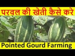 परवल की खेती कैसे करे  pointed gourd farming business