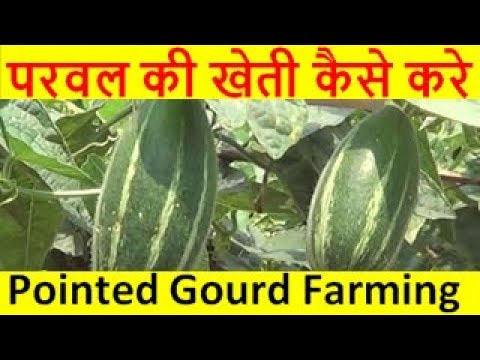 परवल की खेती कैसे करे  pointed gourd farming business