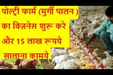 Earn 15 lakh by starting poultry farming business   poultry farming business in india