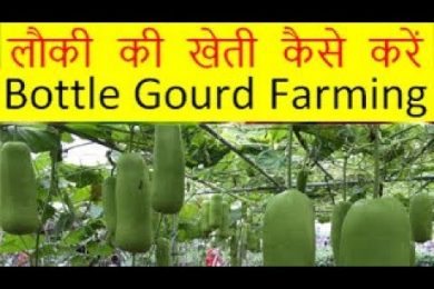 लौकी की खेती कैसे करें Lauki Bottle Gourd Farming Business